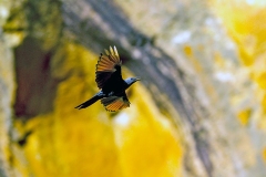Red-winged Starling [Onychognathus morio morio] 