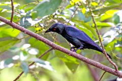 Asian Glossy Starling [Aplonis panayensis strigata] 