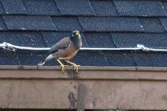 Common Myna [Acridotheres tristis tristis] 