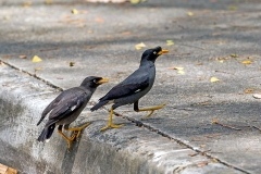 Javan Myna [Acridotheres javanicus] 