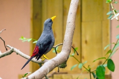 Grosbeak Starling [Scissirostrum dubium] 