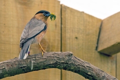 Brahminy Starling [Sturnia pagodarum]