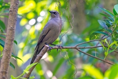 Ashy Starling [Lamprotornis unicolor] 