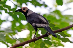 Coleto [Sarcops calvus] 