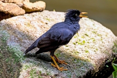 Javan Myna [Acridotheres javanicus] 