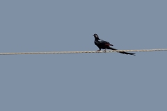 Bristle-crowned Starling [Onychognathus salvadorii]