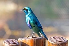 Greater Blue-eared Starling [Lamprotornis chalybaeus nordmanni]