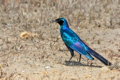 Burchell's Starling [Lamprotornis australis]