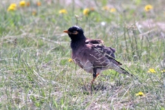 Common Myna [Acridotheres tristis tristis]