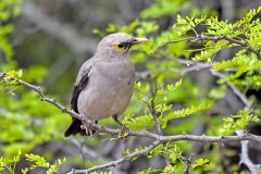 Wattled Starling [Creatophora cinerea]
