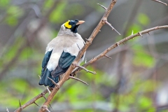 Wattled Starling [Creatophora cinerea]