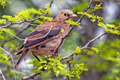 Wattled Starling [Creatophora cinerea]