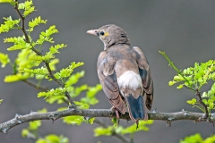 Wattled Starling [Creatophora cinerea]