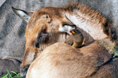 Yellow-billed Oxpecker [Buphagus africanus africanus]
