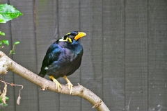 Common Hill Myna [Gracula religiosa] 