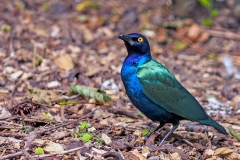 Splendid Starling [Lamprotornis purpureus] 