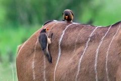 Yellow-billed Oxpecker [Buphagus africanus africanus]