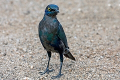 Greater Blue-eared Starling [Lamprotornis chalybaeus nordmanni]