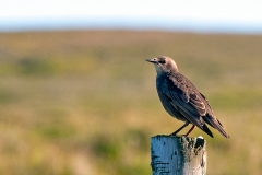 Common Starling [Sturnus vulgaris vulgaris]