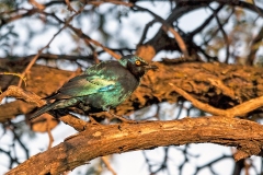 Cape Starling [Lamprotornis nitens] 