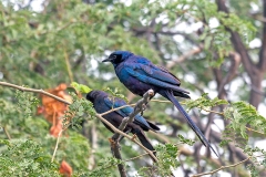 Meves's Starling [Lamprotornis mevesii mevesii] 
