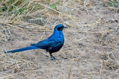 Meves's Starling [Lamprotornis mevesii mevesii]