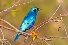 Greater Blue-eared Starling [Lamprotornis chalybaeus nordmanni]
