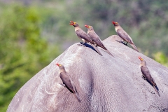 Red-billed Oxpecker [Buphagus erythrorynchus]