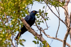 Black-bellied Starling [Notopholia corusca corusca]