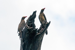 Red-billed Oxpecker [Buphagus erythrorynchus]