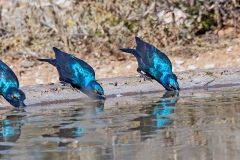Cape Starling [Lamprotornis nitens]