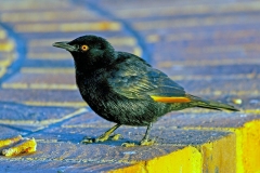 Pale-winged Starling [Onychognathus nabouroup]