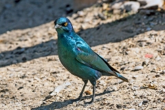 Cape Starling [Lamprotornis nitens]