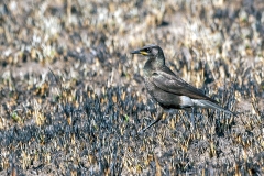 Pied Starling [Lamprotornis bicolor] 