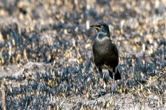 Pied Starling [Lamprotornis bicolor]