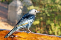 Red-winged Starling [Onychognathus morio morio]