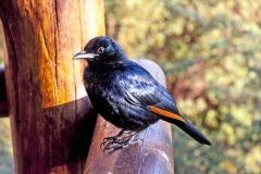 Red-winged Starling [Onychognathus morio morio]
