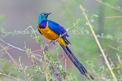 Golden-breasted Starling [Lamprotornis regius] 
