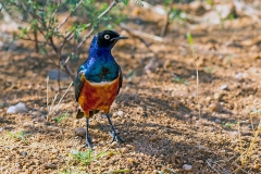 Superb Starling [Lamprotornis superbus] 