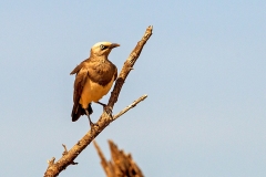 Fischer's Starling [Lamprotornis superbus] 