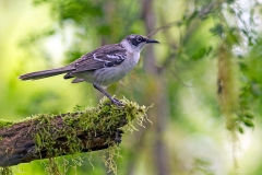 Galapagos Mockingbird [Mimus parvulus parvulus] 