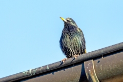 Common Starling [Sturnus vulgaris vulgaris] 
