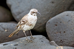 Espanola Mockingbird [Mimus macdonaldi] 