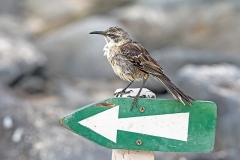Espanola Mockingbird [Mimus macdonaldi] 