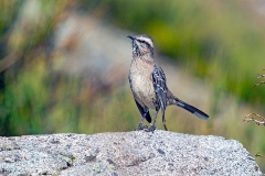 Chilean Mockingbird [Mimus thenca] 