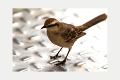Chalk-browed Mockingbird [Mimus saturninus modulator] 
