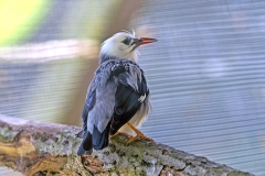Red-billed Starling [Spodiopsar sericeus] 