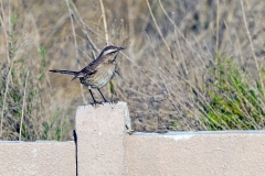 Chilean Mockingbird [Mimus thenca] 