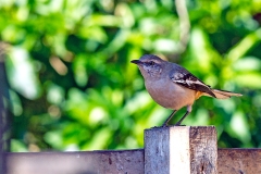 White-banded Mockingbird [Mimus triurus] 