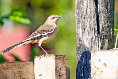 White-banded Mockingbird [Mimus triurus] 